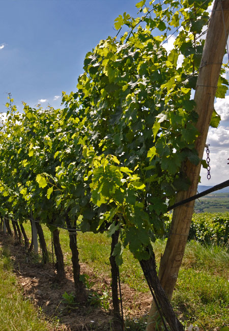 Weinbau in Aschach